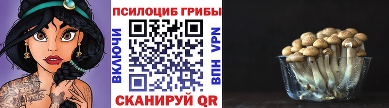 Псилоцибиновые грибы Psilocybe  Обнинск 