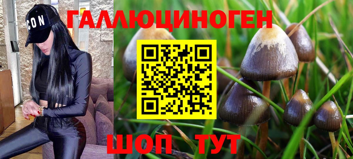 купить  сайты  Вход с VPN  Обнинск  Галлюциногенные грибы Psilocybe 